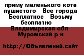 приму маленького кота пушистого - Все города Бесплатное » Возьму бесплатно   . Владимирская обл.,Муромский р-н